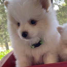 Biewer Terriers, Pomeranians, Poodles, and Yorkshire Terriers from Heartland small breeds