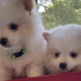 Biewer Terriers, Pomeranians, Poodles, and Yorkshire Terriers from Heartland small breeds
