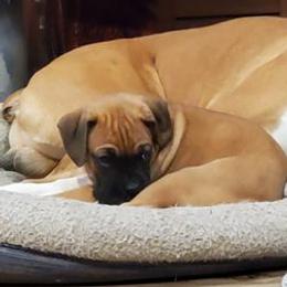 Boxers from Tanya Klopfenstein