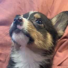 American Corgis and Pembroke Welsh Corgis from Country Corners Corgis