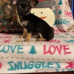 Chihuahua, Poodle, and Yorkshire Terrier Puppies from Connie Toy Poodles & Chihuahuas Puppies