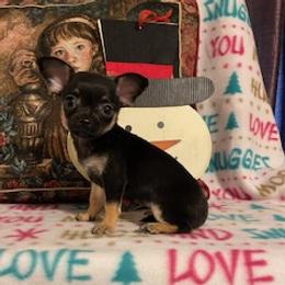 Chihuahua, Poodle, and Yorkshire Terrier Puppies from Connie Toy Poodles & Chihuahuas Puppies