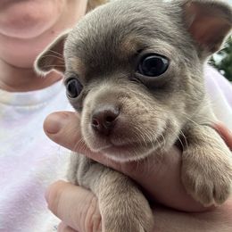 Raine - Blue and tan male Chihuahua puppy in Coweta, Oklahoma from Green Country Chihuahuas