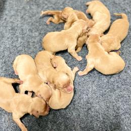 Girl 4 - Golden female Golden Retriever puppy in Buffalo, Missouri from Thrasher Family Puppies