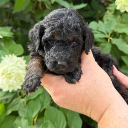 Dolley Madison - Phantom female Poodle puppy in Fairfield, North Carolina from Leaning T Ranch
