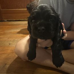 Blk girl 1 - Black female Cocker Spaniel puppy in Columbia, South Carolina from Fleur de Lis Cockers- Cuchna Cockers