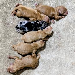 Cockapoo puppies from Sis' Doodles & Poodles