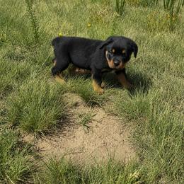 Tank - Black and mahogany male Rottweiler puppy in Parker, Colorado from Denver Rotties
