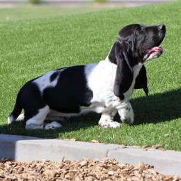 Tsireya - Black and white female Basset Hound puppy in Surprise, Arizona from Howlin Hounds