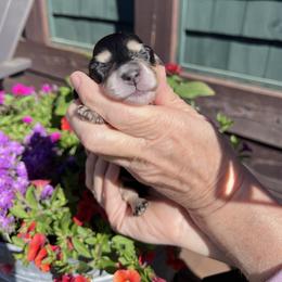 Girl 1 - Black and cream female Dachshund puppy in Gouverneur, New York from Dack Dachshunds