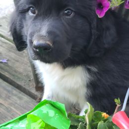 Newfoundland Puppies from Heinrich Family Newfoundlands