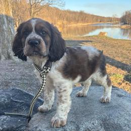 Ash - Black white and tan female English Springer Spaniel puppy in Almena, Wisconsin from Poskin Lake Springer Spaniels