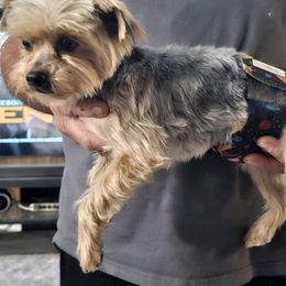 Spanky - Yorkshire Terrier
