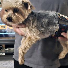 Spanky - Yorkshire Terrier