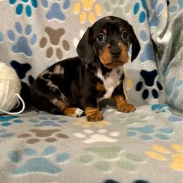 Mabel - Dapple female Dachshund puppy in Madison, Wisconsin from Mahzian Miniature Dachshunds