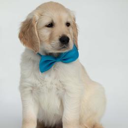 Golden Retriever Puppies from Valley County Goldens
