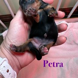 Petra - Black and tan female Yorkshire Terrier puppy in Ashland, Kentucky from Yorkie Paw
