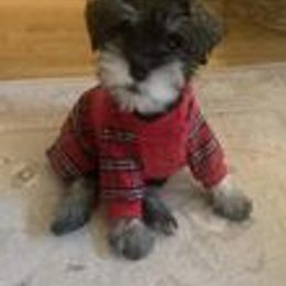 Miniature Schnauzer Puppies from Pups With Potential