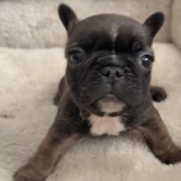 Alan - Fawn male French Bulldog puppy in Warm Springs, Arkansas from Seven Hills Arkansas