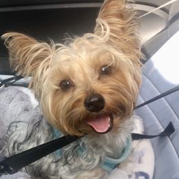 Brownie - Yorkshire Terrier