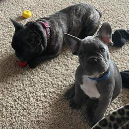 French Bulldogs from The Crazy Frenchie Lady