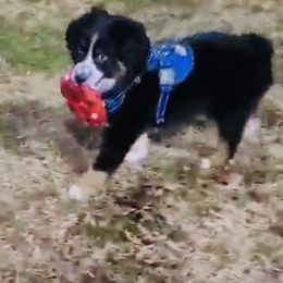 Miniature Australian Shepherd Puppies from Rebel Creek Mini Aussies