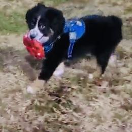 Miniature Australian Shepherd Puppies from Rebel Creek Mini Aussies