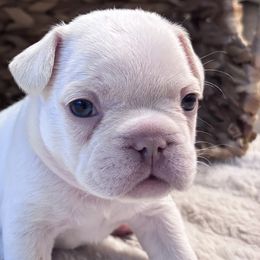 French Bulldogs from Legacy Luxe Frenchies