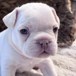 French Bulldogs from Legacy Luxe Frenchies