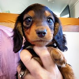 Dachshund Puppies from Gypsy Miniature Dachshunds