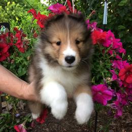 Shetland Sheepdog Puppies from Belmar Shetland Sheepdogs