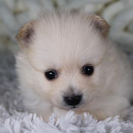 AKC Boo - Cream male Pomeranian puppy in Albany, Indiana from Hatz Off Puppies
