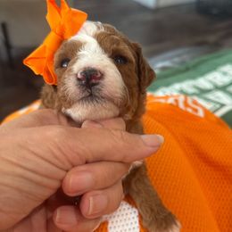 Zella (Gray collar) - Red  female Goldendoodle puppy in Knoxville, Tennessee from Graystone Doodles