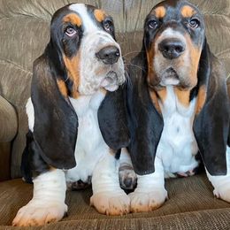 Basset Hound Puppies from Bear Foot Bassets Of West Virginia