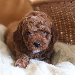 Cavapoo, Goldendoodle, and Poodle Puppies from Dlm_doodles