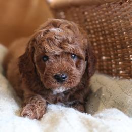 Cavapoo, Goldendoodle, and Poodle Puppies from Dlm_doodles