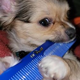 Chihuahuas from Amanda's Chihuahuas