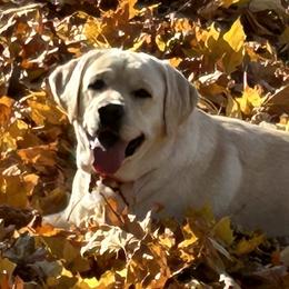 Cora - Labrador Retriever