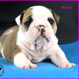 Marsha - Red and white female Bulldog puppy in Laurel, Montana from Bull Mountain Bulldogs