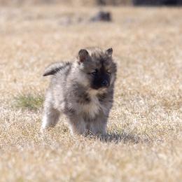 Pomsky Puppies from New World Pomskies
