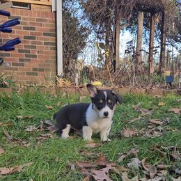 Pembroke Welsh Corgi Puppies from McMillion Corgis