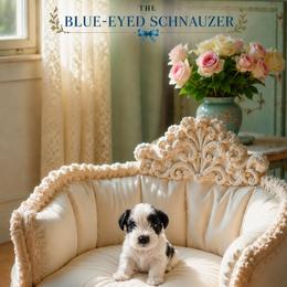 Lily - Parti female Miniature Schnauzer puppy in Winter Haven, Florida from The Blue Eyed Schnauzer