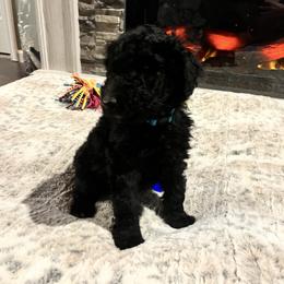 Mr. Light Blue - Black and white male Aussiedoodle puppy in Taylor, Missouri from Pawsitively Doodles