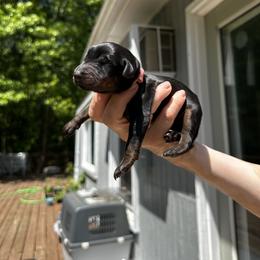 Girl - Pink collar - Black and rust Doberman Pinscher puppy in Old Bridge, New Jersey from Wizard Ost Revolution kennel