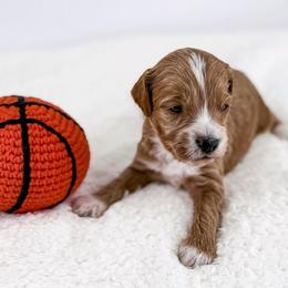 Rally - Red  male Goldendoodle puppy in Jamestown, Kentucky from Milk & Honey Doodles