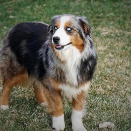 Story - Australian Shepherd