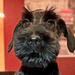 Girl 6 - Black female Giant Schnauzer puppy in Wildomar, California from My Angel Schnauzers