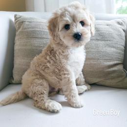 Green Boy - Cream male Goldendoodle puppy in Rochester, New York from Sandy Creek Doodles