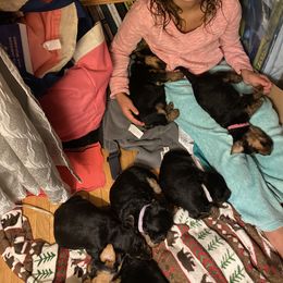 Welsh Terrier Puppies from Snow Dragon Welsh Terriers