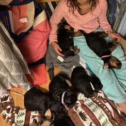 Welsh Terrier Puppies from Snow Dragon Welsh Terriers